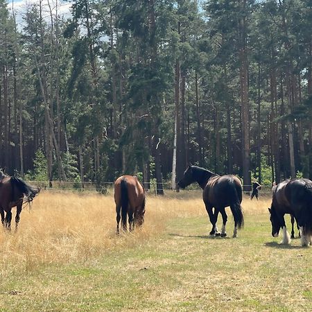 Landhof Belka Lejlighed Hoyerswerda Eksteriør billede