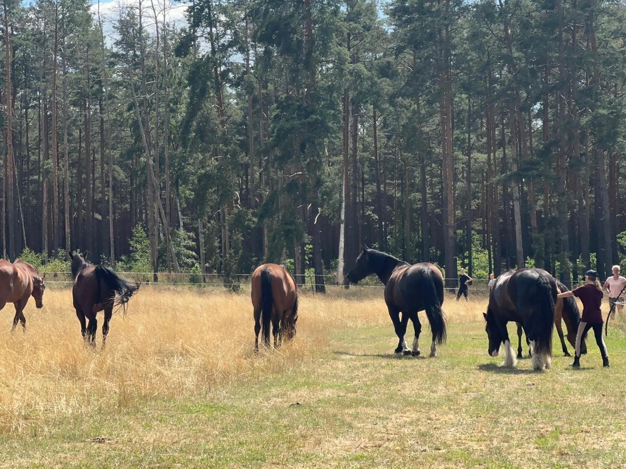 Landhof Belka Lejlighed Hoyerswerda Eksteriør billede